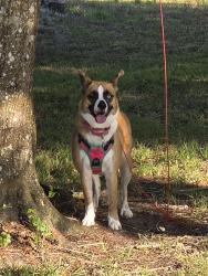 Reunited Female Dog last seen 66th ave ne and everglades blvd, Naples, FL 34120