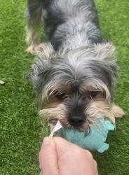 Lost Male Dog last seen Cresthaven near 13th Ave and 30th st, Pompano Beach, FL 33064