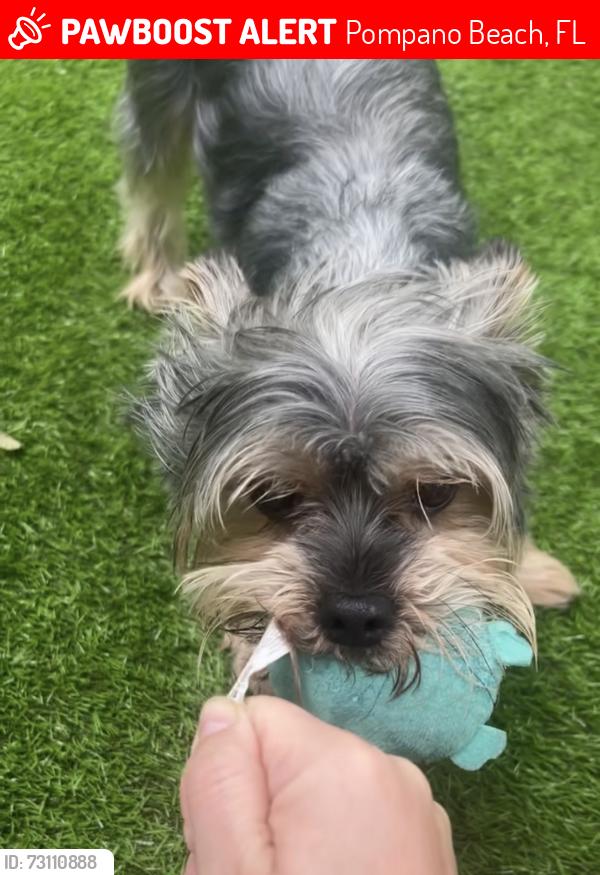 Lost Male Dog last seen Cresthaven near 13th Ave and 30th st, Pompano Beach, FL 33064