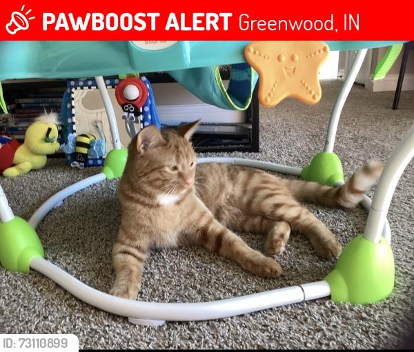 Lost Female Cat last seen County Line and US 31, Greenwood, IN 46142
