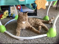 Lost Female Cat last seen County Line and US 31, Greenwood, IN 46142