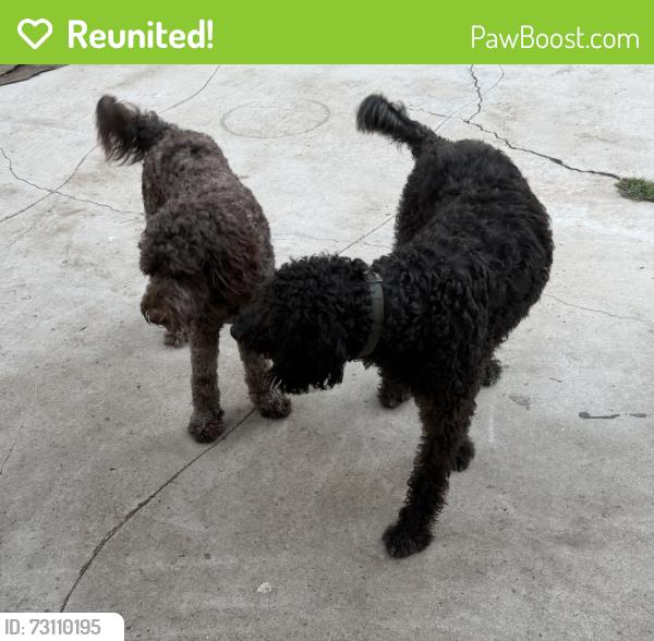 Reunited Male Dog last seen East J st, Chula Vista, CA 91910