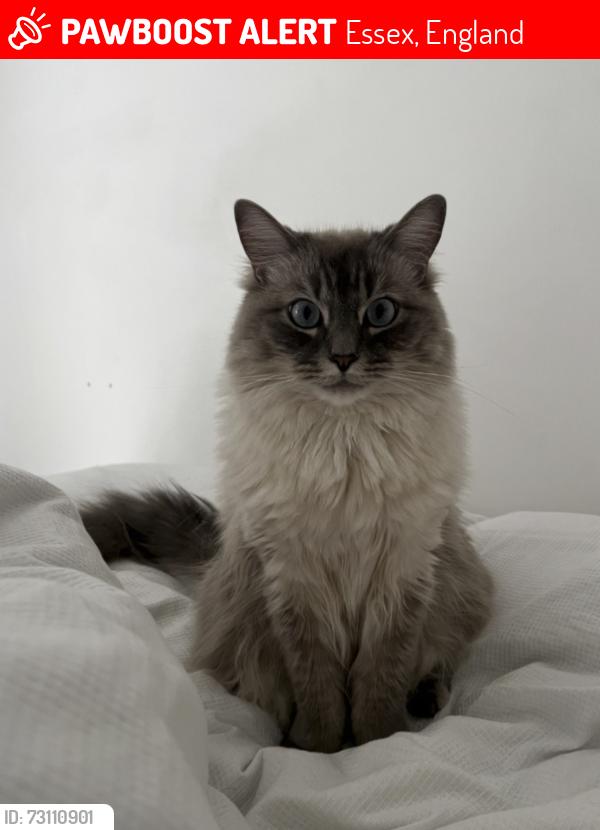 Lost Male Cat last seen Basildon hosp area could of travelled by now, Essex, England 