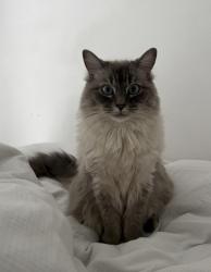 Lost Male Cat last seen Basildon hosp area could of travelled by now, Essex, England 
