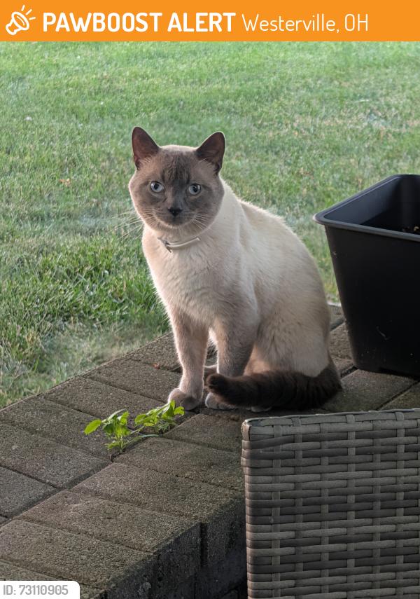 Found/Stray Unknown Cat last seen Brookstone Dr , Westerville, OH 43082