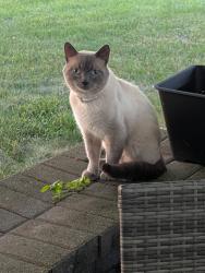 Found/Stray Unknown Cat last seen Brookstone Dr , Westerville, OH 43082
