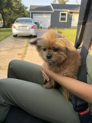 Reunited Female Dog last seen O’fallon fire department station 1, O'Fallon, MO 63366
