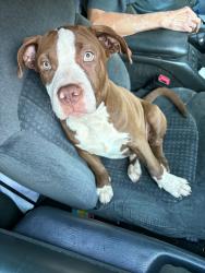 Reunited Male Dog last seen Drinks Rd, Davie County, NC 27028
