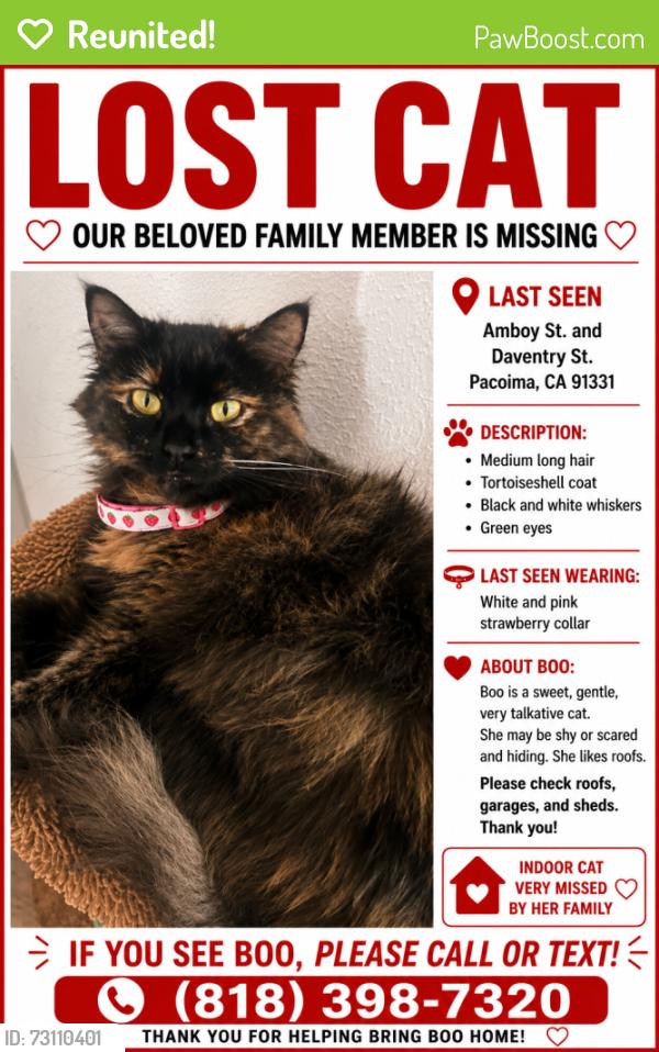 Reunited Female Cat last seen Near Daventry St, Pacoima, CA 91331, USA, Los Angeles, CA 91331