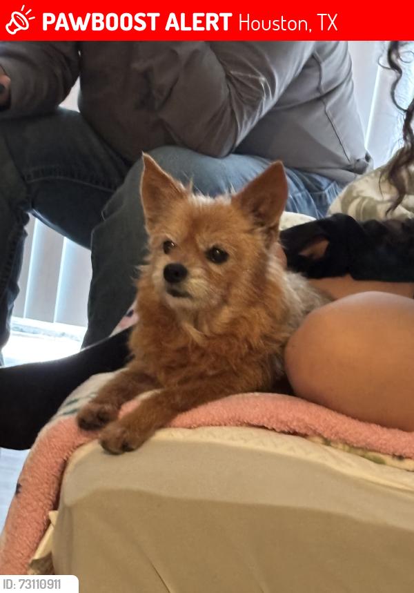 Lost Female Dog last seen Navigation blvd, Houston, TX 77011