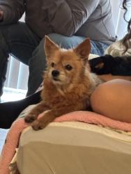 Lost Female Dog last seen Navigation blvd, Houston, TX 77011