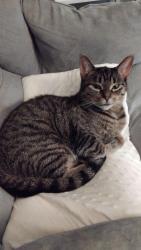Lost Female Cat last seen Ernest and Jalna, London, ON N6E 2W3