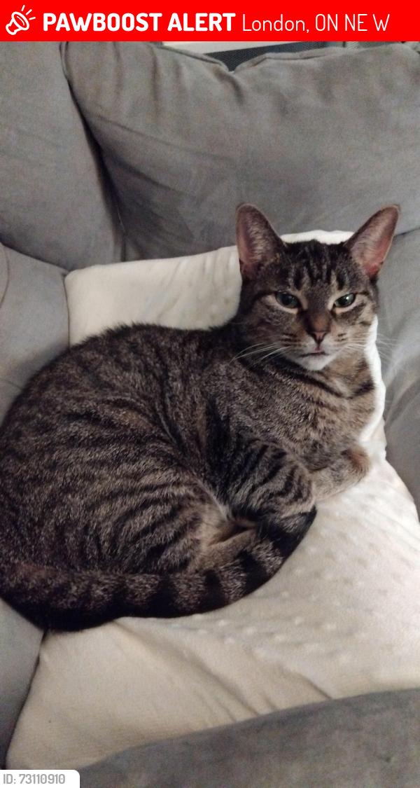 Lost Female Cat last seen Ernest and Jalna, London, ON N6E 2W3