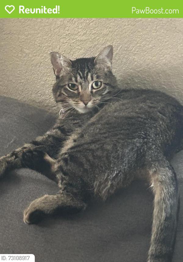 Reunited Female Cat last seen Near E 7th Ave, Aurora, CO 80010, USA, Aurora, CO 80010