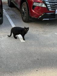 Found/Stray Unknown Cat last seen Near Kitchener memorial auditorium, Kitchener, ON N2H 0E2
