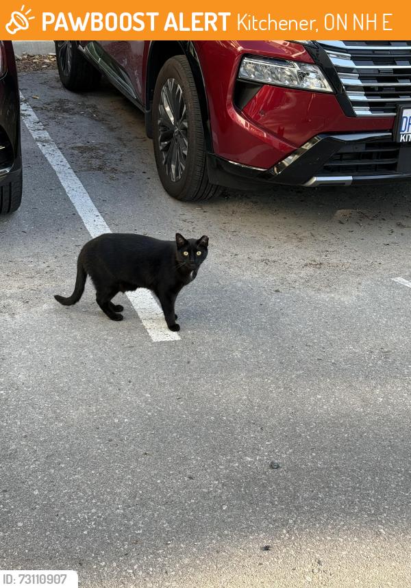Found/Stray Unknown Cat last seen Near Kitchener memorial auditorium, Kitchener, ON N2H 0E2