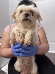 Found/Stray Male Dog last seen Near Cedars Rd SE in Lawrenceville, Lawrenceville, GA 30045