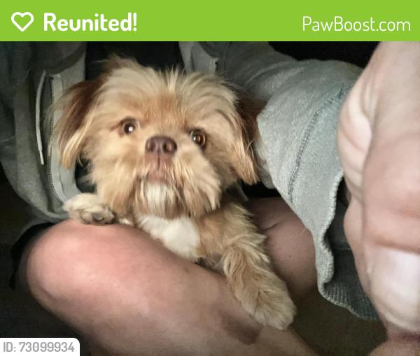 Reunited Female Dog last seen Shires, Linda, CA 95901