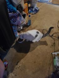 Found/Stray Unknown Cat last seen Standifer Gap Rd, Chattanooga, TN 37421
