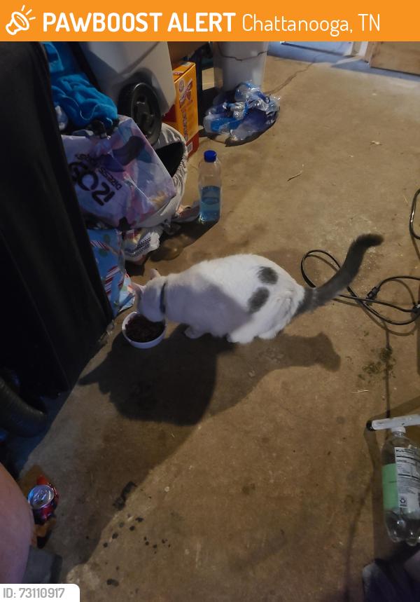 Found/Stray Unknown Cat last seen Standifer Gap Rd, Chattanooga, TN 37421