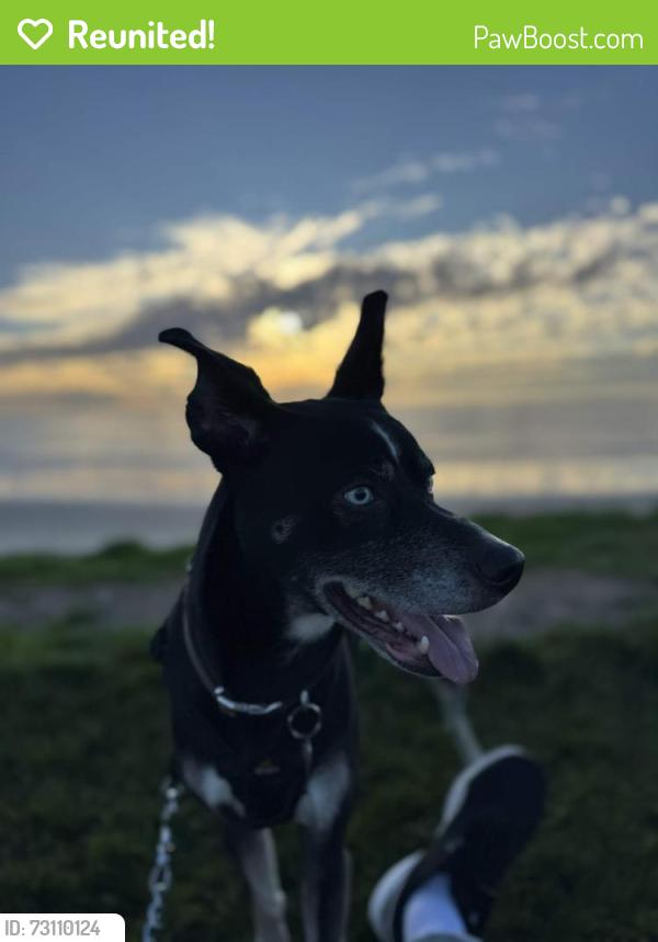 Reunited Male Dog last seen Woods Valley Road, Valley Center, Valley Center, CA 92082
