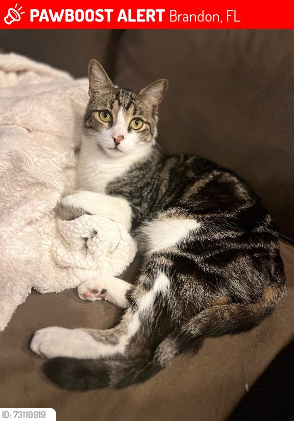Lost Male Cat last seen Misty Valley Drive, Brandon, Fl, Brandon, FL 33510