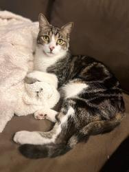 Lost Male Cat last seen Misty Valley Drive, Brandon, Fl, Brandon, FL 33510