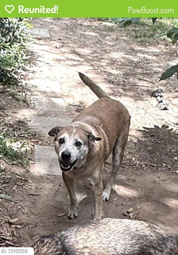 Reunited Male Dog last seen Springdale Rd., Fort Worth, TX 76111