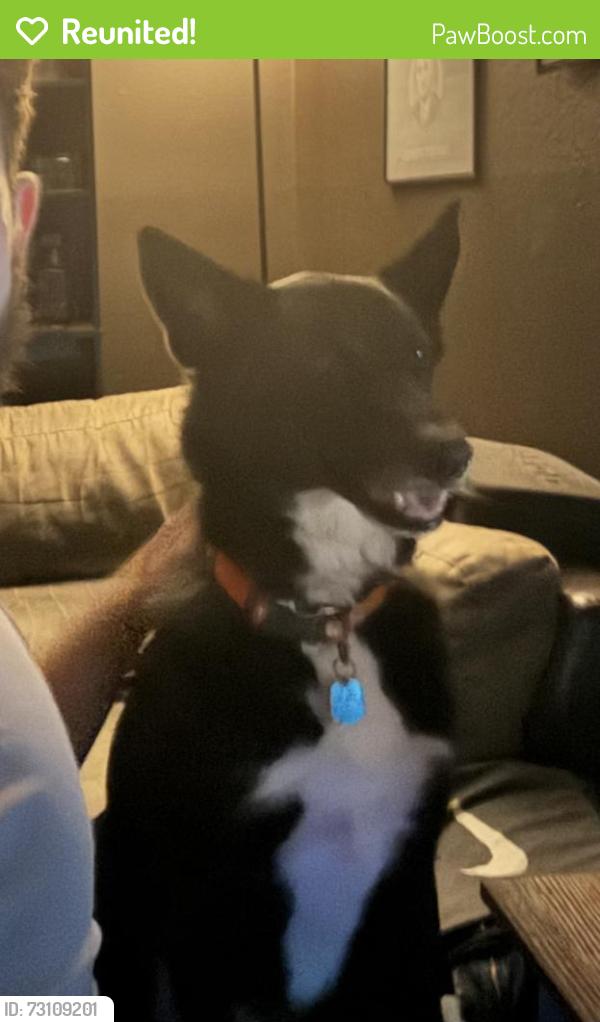 Reunited Male Dog last seen Village and Ireland Drive, Fayetteville, NC 28304