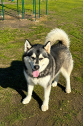 Reunited Male Dog last seen Oak springs loop, Mabank, TX 75147
