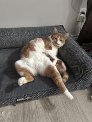 Lost Male Cat last seen Glamis and Franklin, Cambridge, ON N1R