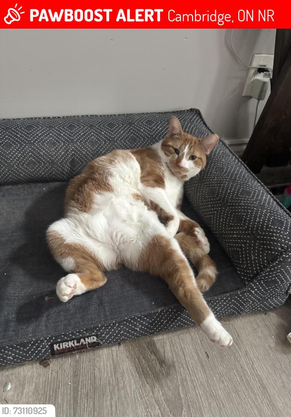 Lost Male Cat last seen Glamis and Franklin, Cambridge, ON N1R