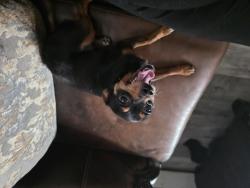 Reunited Female Dog last seen Between  Tabor Rd and Olney ave, Philadelphia, PA 19120