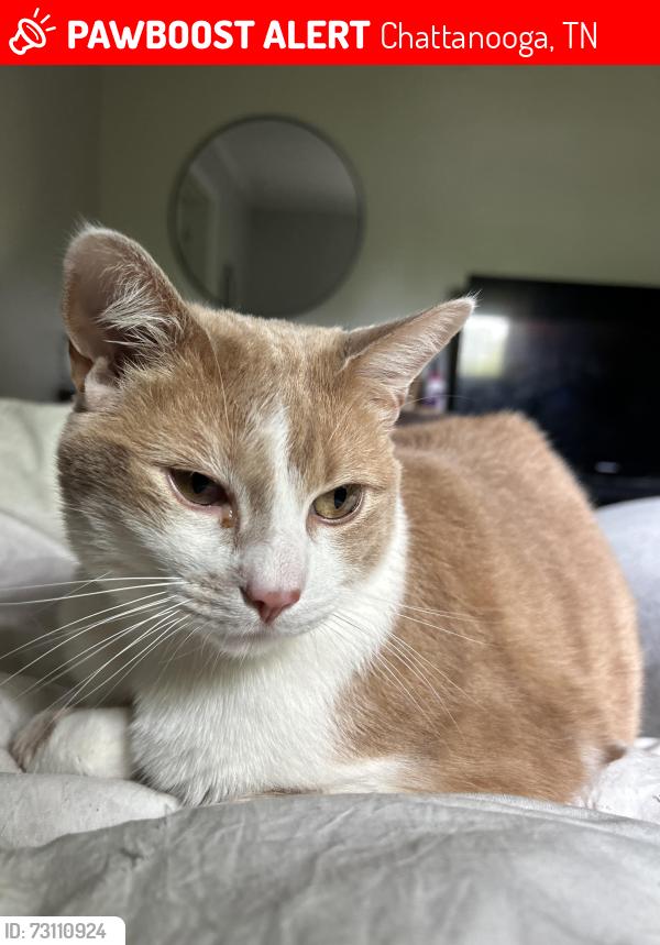 Lost Male Cat last seen Harrison Pk, Chattanooga, TN 37416
