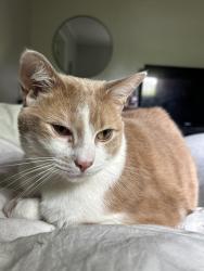 Lost Male Cat last seen Harrison Pk, Chattanooga, TN 37416