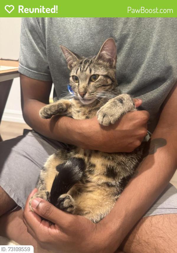 Reunited Male Cat last seen Hidden oaks trails and lindhurst ave, Little Elm, TX 75068