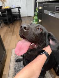 Reunited Female Dog last seen Rock & Rollover Dog Boarding, Chambersburg, PA 17202