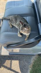 Found/Stray Male Cat last seen Kersley lake golf course, Flint, MI 48506