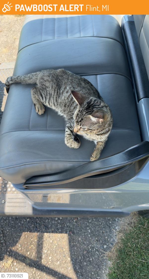 Found/Stray Male Cat last seen Kersley lake golf course, Flint, MI 48506