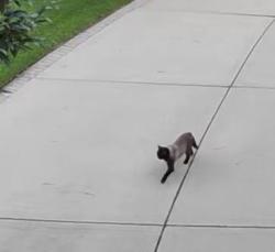 Found/Stray Unknown Cat last seen Keller/Kelltowne, Naperville, IL 60565
