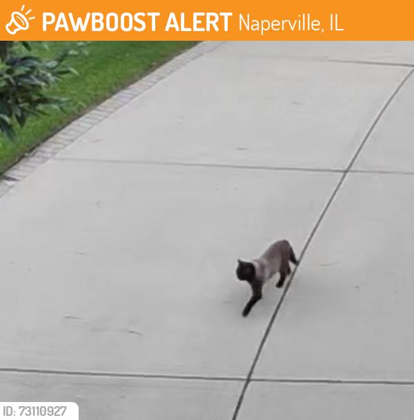 Found/Stray Unknown Cat last seen Keller/Kelltowne, Naperville, IL 60565