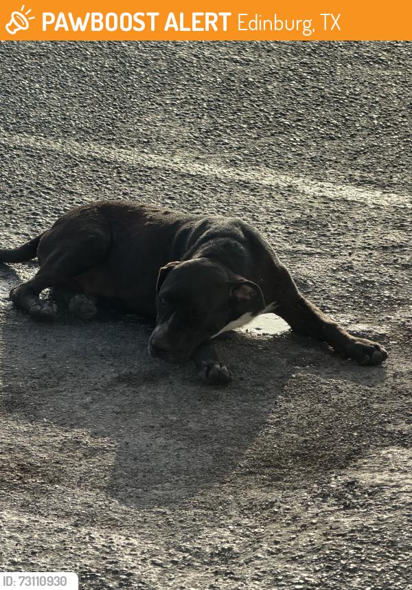 Found/Stray Male Dog last seen ELFENIX BAKERY 718E. UNIVERSITY EDINBURG,TX 78539, Edinburg, TX 78539