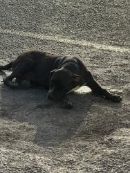 Found/Stray Male Dog last seen ELFENIX BAKERY 718E. UNIVERSITY EDINBURG,TX 78539, Edinburg, TX 78539