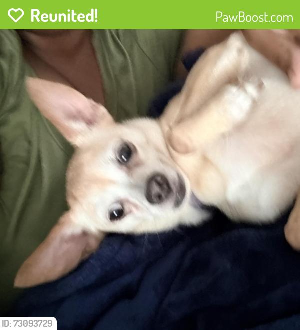 Reunited Female Dog last seen Robin Ln, Graham, NC 27253, USA, Graham, NC 27253