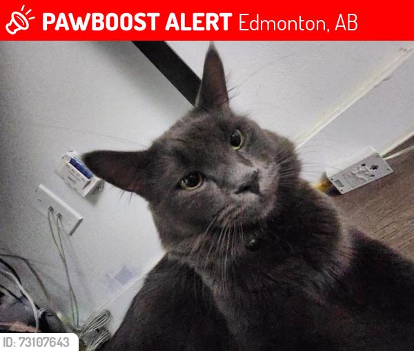 Lost Male Cat last seen Millwoods knot wood road, Edmonton, AB 
