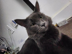 Lost Male Cat last seen Millwoods knot wood road, Edmonton, AB 