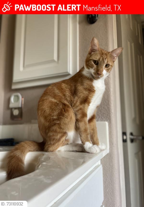 Lost Male Cat last seen Debbie & Matlock, neighborhood behind Collways plant nursery on Debbie lane, Mansfield, TX 76063