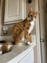 Lost Male Cat last seen Debbie & Matlock, neighborhood behind Collways plant nursery on Debbie lane, Mansfield, TX 76063