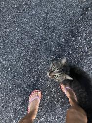 Found/Stray Male Cat last seen Old FurnaceRd/Petty Rd Chesnee SC, Spartanburg County, SC 29316