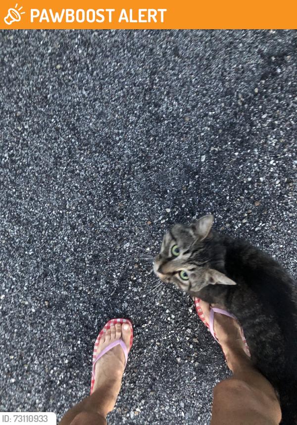 Found/Stray Male Cat last seen Old FurnaceRd/Petty Rd Chesnee SC, Spartanburg County, SC 29316